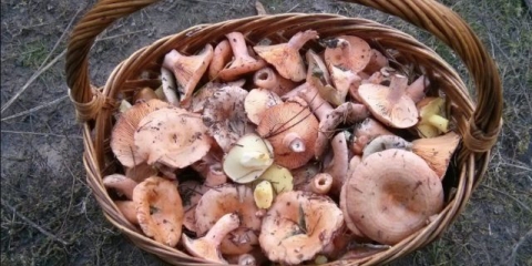 Kako preraditi gljive nakon berbe